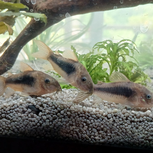 Don de mes poissons