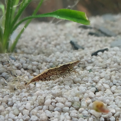 Don de mes poissons