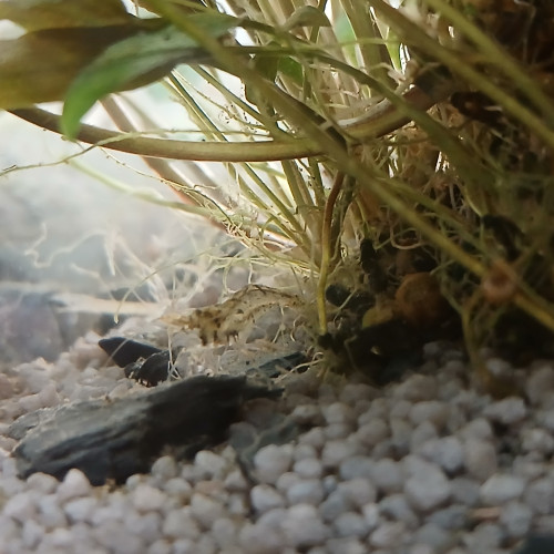 Don de mes poissons