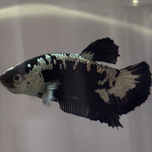 Betta sélection
