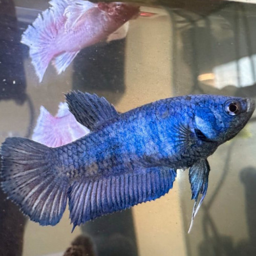 Betta sélection