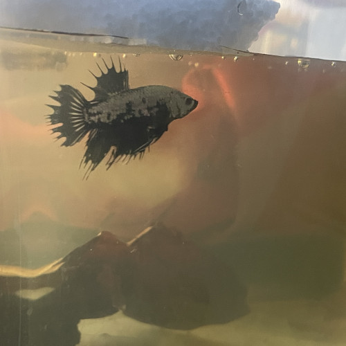 Betta sélection