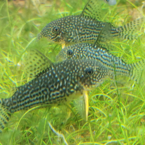 Jeunes corydoras sterbai