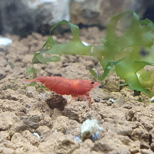 Neocaridina sakura extra red