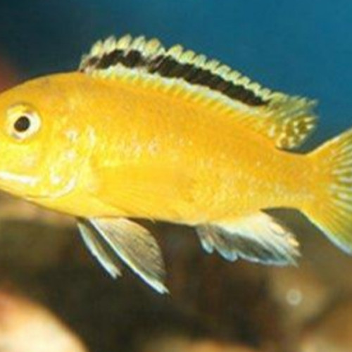 Labidochromis jaune