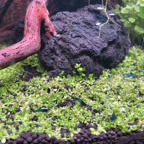 Blue Velvet