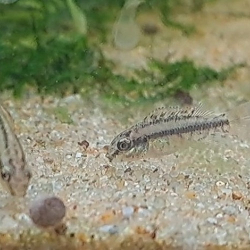 Jeunes Pelvicachromis pulcher
