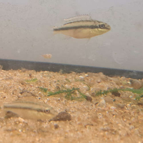 Jeunes Pelvicachromis pulcher