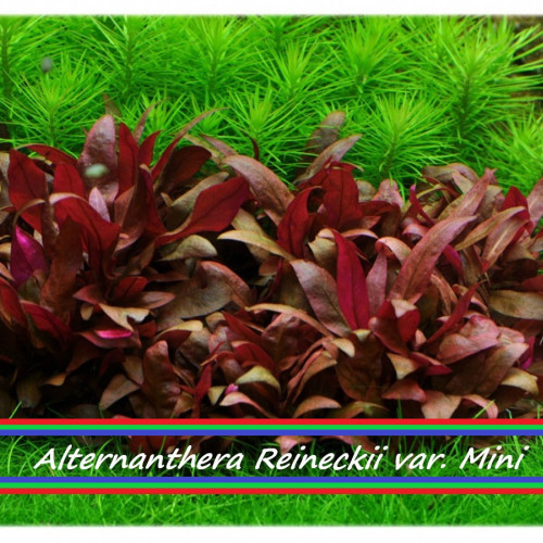PLANTE AQUARIUM