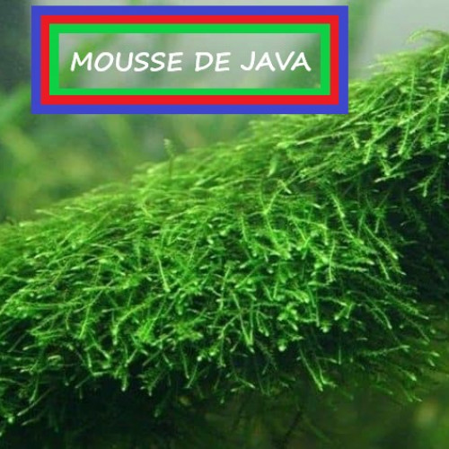 PLANTE AQUARIUM
