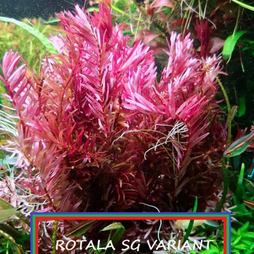 PLANTE AQUARIUM