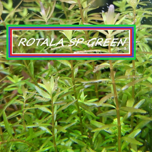 PLANTE AQUARIUM
