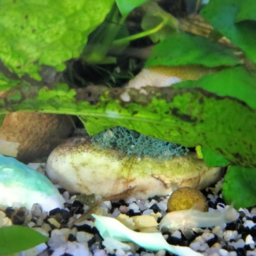 Je cède un aquarium complet