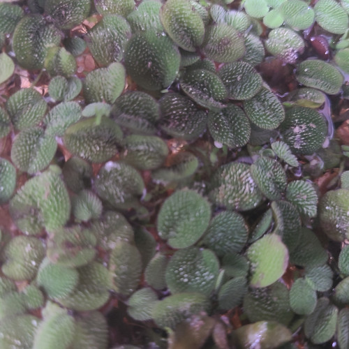 Plantes flottantes à échanger