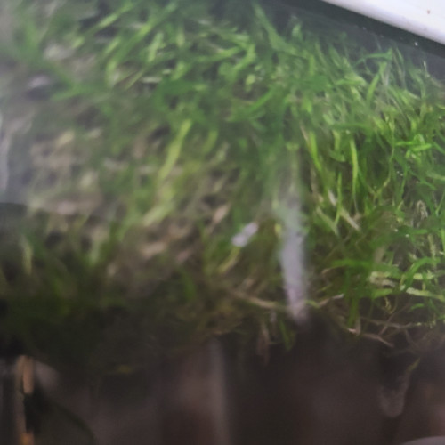 Plantes flottantes à échanger