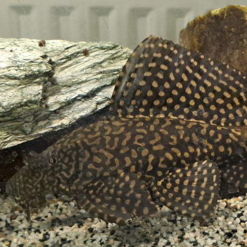 Don pleco commun (Hypostomus plecostomus)