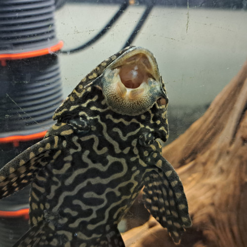 Don pleco commun (Hypostomus plecostomus)