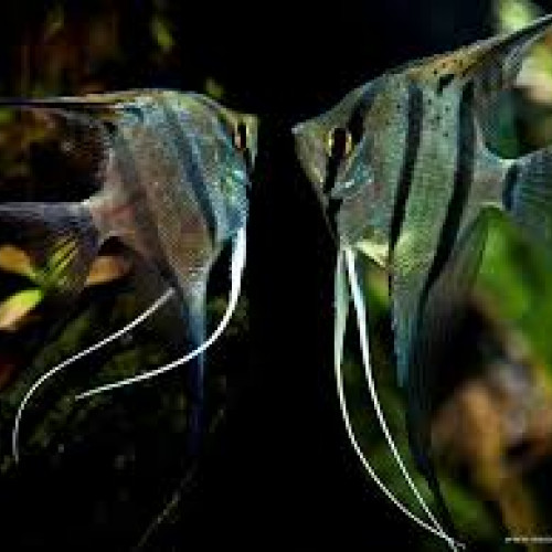 Donne Poisson Scalaire