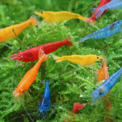 Crevettes lot panache de couleurs sélectionnées