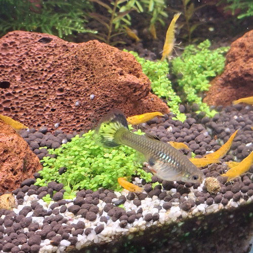 Donne 3 guppys, 1 mâle et 2 femelles