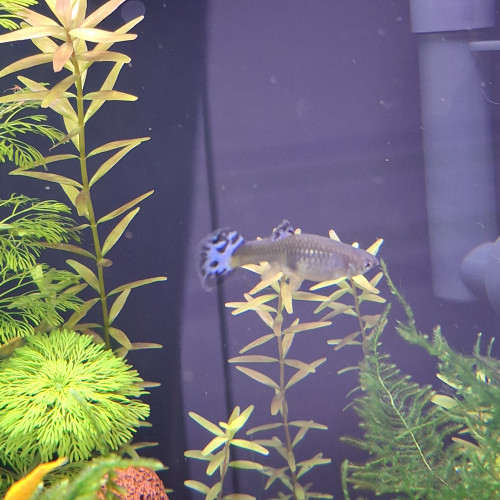 Donne 3 guppys, 1 mâle et 2 femelles