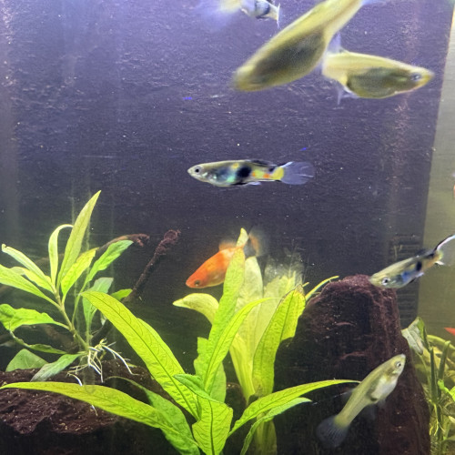 Guppy endler mâle