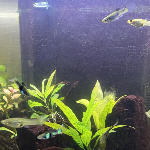 Guppy endler mâle