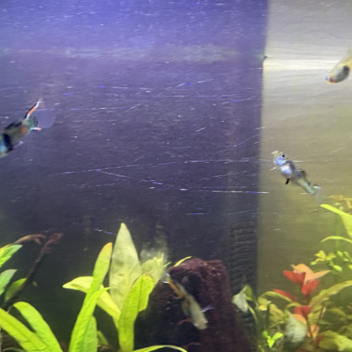 Guppy endler mâle