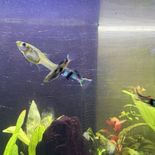 Guppy endler mâle