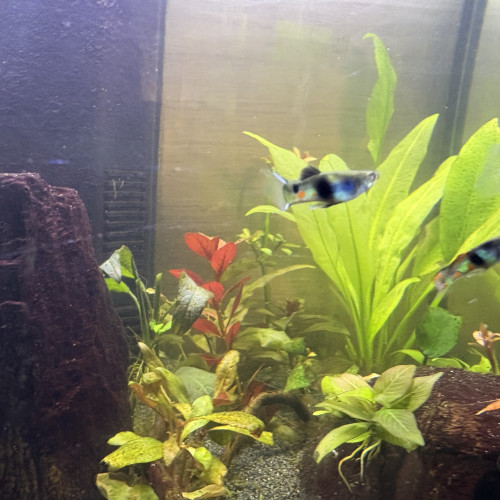Guppy endler mâle