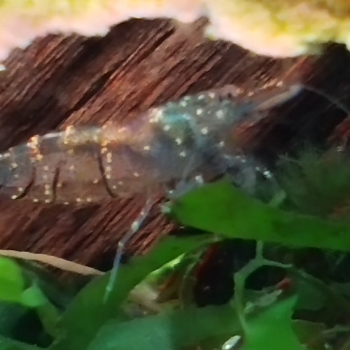 Caridina Malawa