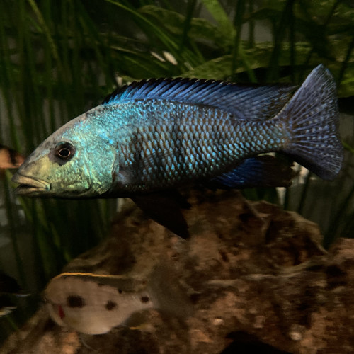 Nombreux cichlidés - Malawi - IDF