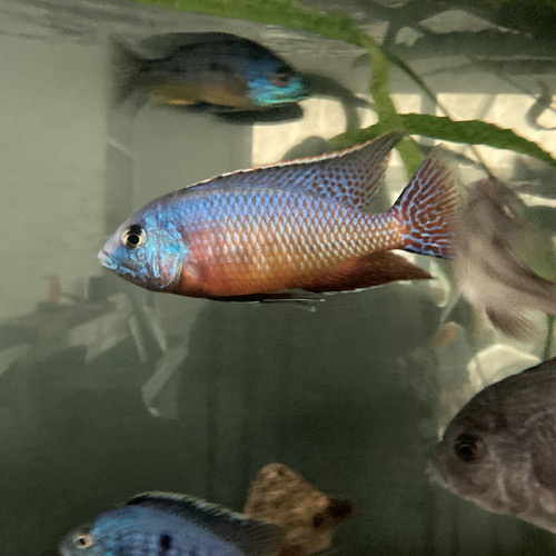 Nombreux cichlidés - Malawi - IDF