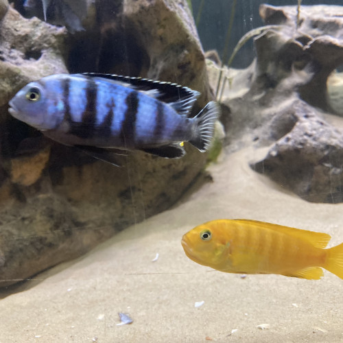 Nombreux cichlidés - Malawi - IDF