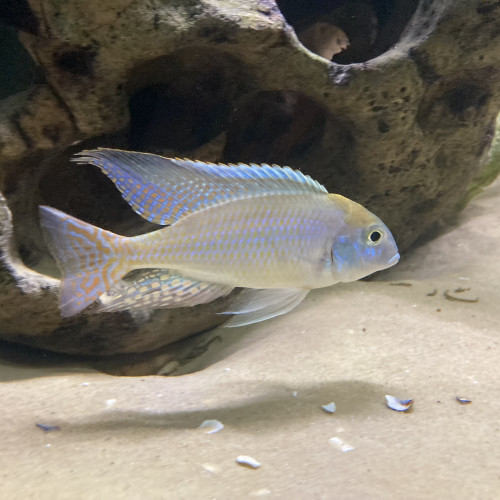 Nombreux cichlidés - Malawi - IDF