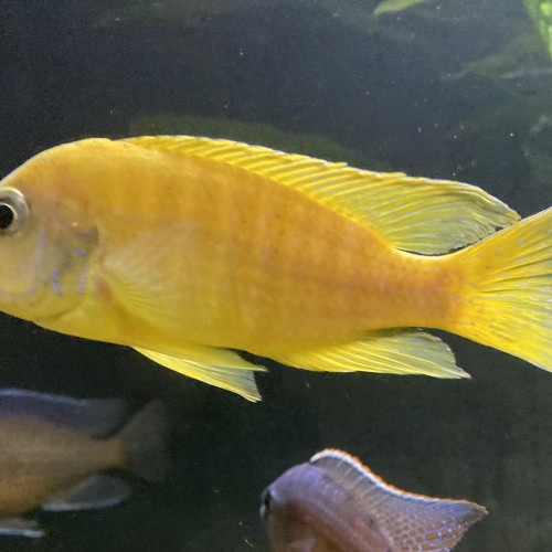 Nombreux cichlidés - Malawi - IDF