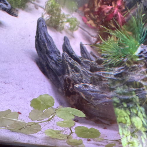 Ancistrus noirs