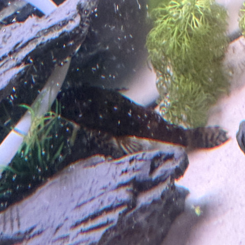 Ancistrus noirs