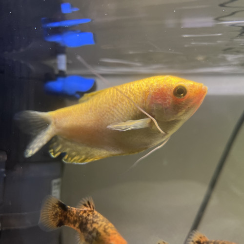 Don gourami + platy