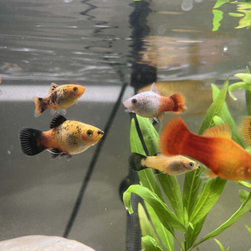 Don gourami + platy