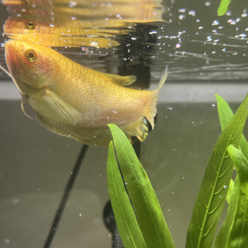 Don gourami + platy
