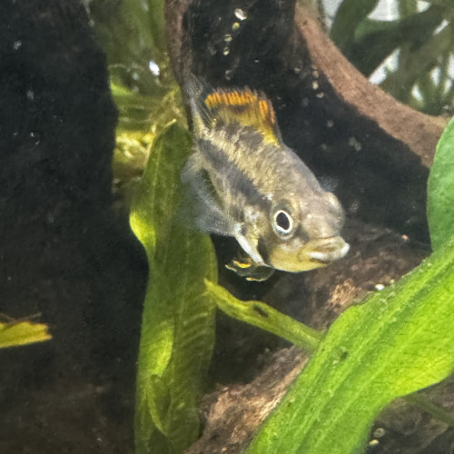 cichlidé nain Apistogramma cacatuoides