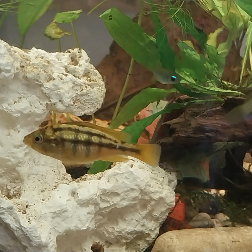 Deux Haplochromis kribensis à donner
