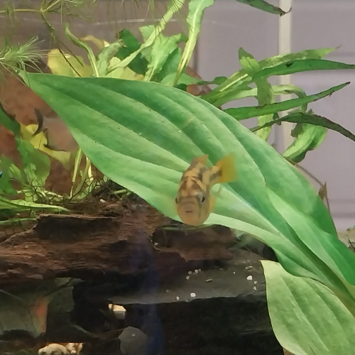 Deux Haplochromis kribensis à donner