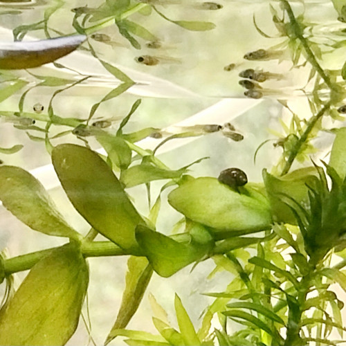 Bébés guppys endler tigre à donner
