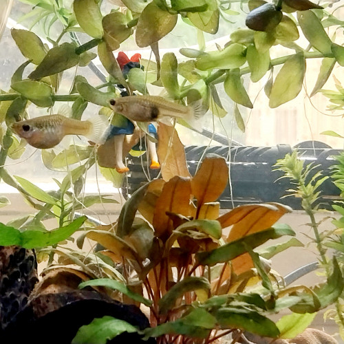 Bébés guppys endler tigre à donner
