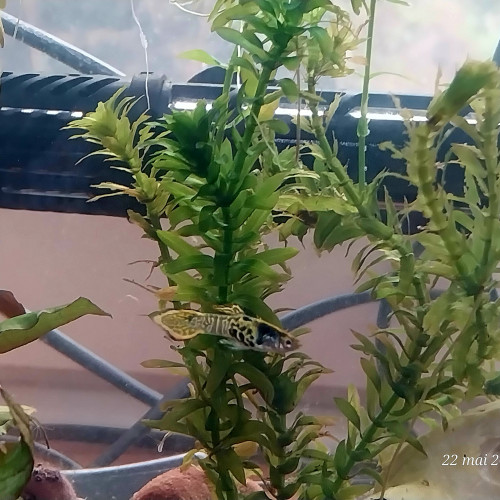 Bébés guppys endler tigre à donner