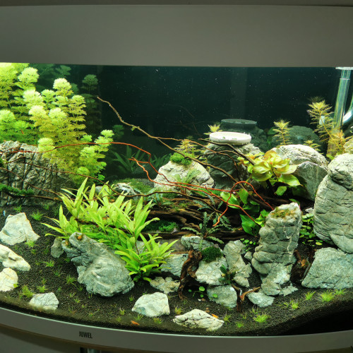 Aquarium juwel vision 260l