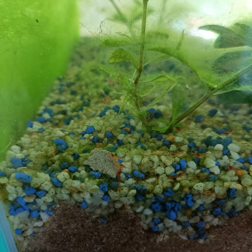 Crevettes Néocaridina