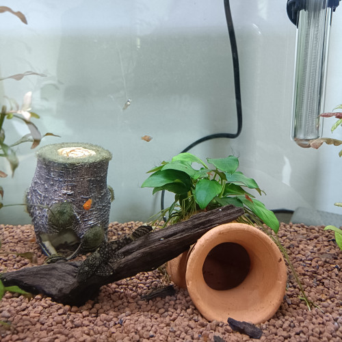Bébés platys